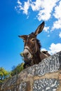 Donkey taxi Ã¢â¬â donkeys used to carry tourists to Acropolis of L Royalty Free Stock Photo